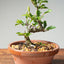 Lavender Star Flower Bonsai #1183
