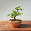 Lavender Star Flower Bonsai #1184