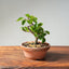 Lavender Star Flower Bonsai #1184