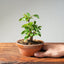Lavender Star Flower Bonsai #1184