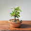 Lavender Star Flower Bonsai #1184
