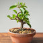 Lavender Star Flower Bonsai #1184