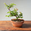 Lavender Star Flower Bonsai #1185