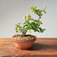 Lavender Star Flower Bonsai #1185