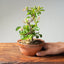 Lavender Star Flower Bonsai #1185