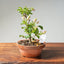 Lavender Star Flower Bonsai #1185