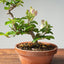 Lavender Star Flower Bonsai #1185