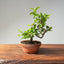Lavender Star Flower Bonsai #1186