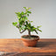 Lavender Star Flower Bonsai #1186