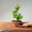 Lavender Star Flower Bonsai #1186