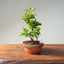 Lavender Star Flower Bonsai #1186