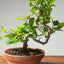 Lavender Star Flower Bonsai #1186