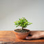 Lavender Star Flower Bonsai #1187