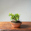 Lavender Star Flower Bonsai #1187
