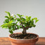 Lavender Star Flower Bonsai #1187