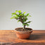 Lavender Star Flower Bonsai #1188