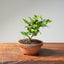 Lavender Star Flower Bonsai #1188