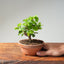 Lavender Star Flower Bonsai #1188