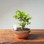 Lavender Star Flower Bonsai #1188