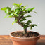 Lavender Star Flower Bonsai #1188