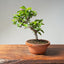 Lavender Star Flower Bonsai #1189
