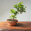 Lavender Star Flower Bonsai #1189