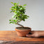 Lavender Star Flower Bonsai #1189