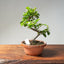 Lavender Star Flower Bonsai #1189