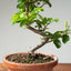 Lavender Star Flower Bonsai #1189