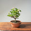 Lavender Star Flower Bonsai #1190