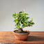 Lavender Star Flower Bonsai #1190