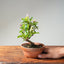 Lavender Star Flower Bonsai #1190