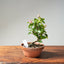 Lavender Star Flower Bonsai #1190