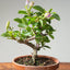 Lavender Star Flower Bonsai #1190