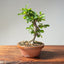 Lavender Star Flower Bonsai #1191