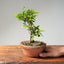 Lavender Star Flower Bonsai #1191