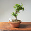 Lavender Star Flower Bonsai #1191