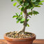 Lavender Star Flower Bonsai #1191