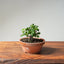 Lavender Star Flower Bonsai #1192
