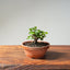Lavender Star Flower Bonsai #1192