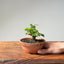 Lavender Star Flower Bonsai #1192