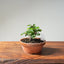 Lavender Star Flower Bonsai #1192
