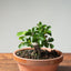 Lavender Star Flower Bonsai #1192