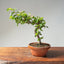 Lavender Star Flower Bonsai #1193