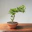 Lavender Star Flower Bonsai #1193
