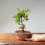Lavender Star Flower Bonsai #1193