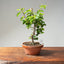 Lavender Star Flower Bonsai #1193