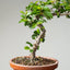 Lavender Star Flower Bonsai #1193