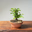 Lavender Star Flower Bonsai #1194