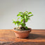 Lavender Star Flower Bonsai #1194